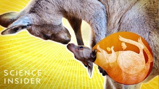 What’s Inside A Kangaroo’s Pouch [upl. by Hareenum]