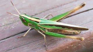 Admirable grasshopper jumping away after resting [upl. by Jamie]