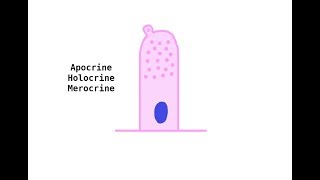 Apocrine Holocrine Merocrine glands [upl. by Berhley]