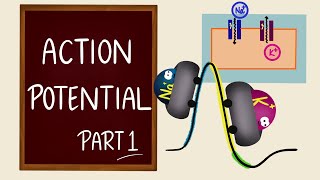 Action Potential  Part 1  Ionic Basics  Nerve Muscle Physiology [upl. by Ahsened]