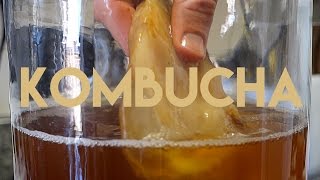 Beginners Guide To Fermentation Kombucha Making [upl. by Enella398]