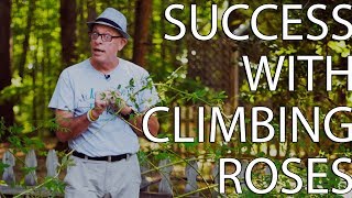 Success With Climbing Roses [upl. by O'Donovan]