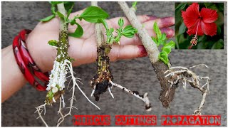 THREE EASY WAY TO PROPAGATE HIBISCUS FROM CUTTINGS WITH RESULT AND COMPARISON [upl. by Htabazile]