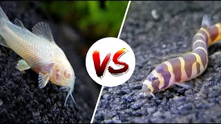 Cory Catfish vs Loaches – Which is Better [upl. by Gena]