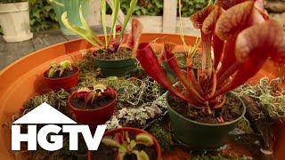 A Carnivorous Plant Garden  Gardening Tips  HGTV [upl. by Annawd247]