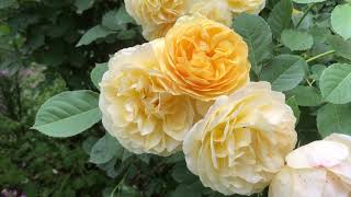 Graham Thomas Rose  Worlds Best Rose [upl. by Bridge]