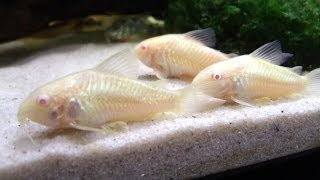 Breeding Cory Catfish A HOW TO VIDEO [upl. by Nee]