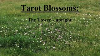 Tarot Blossoms The Tower  upright [upl. by Ylrebmi]