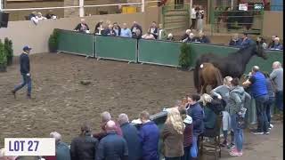 Cavan Equestrian Center Sale [upl. by Mis864]