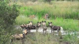 African Safari Hyenas vs Wild Dogs [upl. by Kleon391]