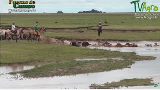 Trabajo de Invierno en los Llanos orientales Ganadería extensiva  TvAgro por Juan Gonzalo Angel [upl. by Annoval]