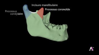 Anatomie de los mandibulaire [upl. by Akitan872]