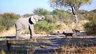 Elephant vs African Wild Dogs at Botswana Watering Hole [upl. by Asil329]