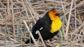 YellowHeaded Blackbird Sounds [upl. by Wesley]