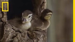 Tiny Ducklings Leap from Tree  National Geographic [upl. by Keever695]