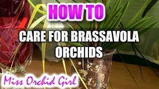 How to care for Brassavola Orchids  watering fertilising reblooming [upl. by Eido]