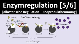 Allosterische Regulation  Endprodukthemmung  Enzymregulation 56  Biologie Oberstufe [upl. by Caneghem633]