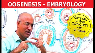 Oogenesis  Gametogenesis  Embryology🩺 [upl. by Airym]