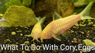 How to Move Corydora Eggs Into Nursery Tank [upl. by Kyd]