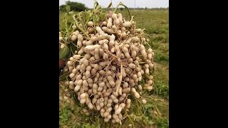 Exploring Groundnut 🥜 Under a Microscope [upl. by Behre]