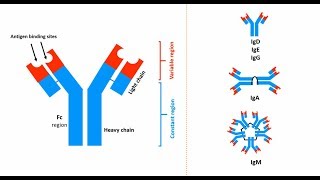 Antibodies Structures types and functions [upl. by Yenhoj]