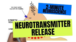 2Minute Neuroscience Neurotransmitter Release [upl. by Elleirb]