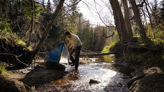 3 Days Solo Camping and Canoeing on Backcountry River  Moose and Calf Encounter [upl. by Fairfax]