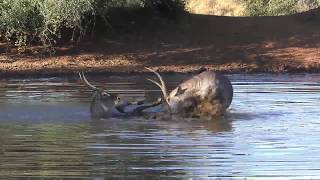 Waterbuck fight [upl. by Anih]