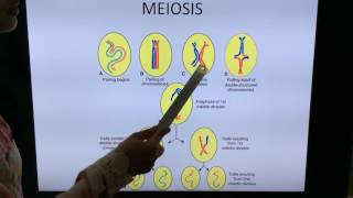 General Embryology Mitosis Meiosis and Gametogenesis  By Dr Vijaya [upl. by Eirotal297]