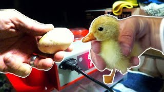 Incubating Duck Eggs from START TO FINISH  Rite Farm 3600 Incubator [upl. by Sirovat]