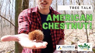 Tree Talk American Chestnut [upl. by Lindner530]