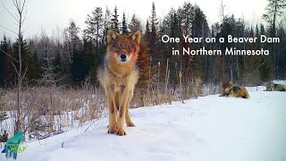 One year on a beaver pond in northern Minnesota [upl. by Ithsav871]