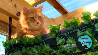 Building a catio and catio inspiration [upl. by Queston]