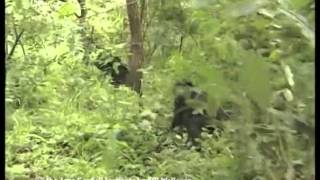 Chimpanzee dominance behavior [upl. by Ewart]