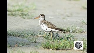 Spotted Sandpiper [upl. by Aicirtak]