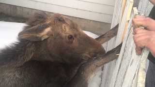 Baby Moose  caught in gate  2014 02 10 [upl. by Bullock]