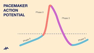 Pacemaker Action Potential [upl. by Haugen808]