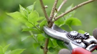 How to prune spring flowering shrubs  Grow at Home  Royal Horticultural Society [upl. by Ahsienak]