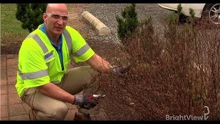 How do I prune a spirea bush  Ask BrightView [upl. by Nivahb]