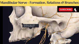 Mandibular Nerve  Formation  Course  Relations  Branches Anatomy mbbs education [upl. by Ssor]