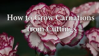 How to Grow Propagate Carnations or Dianthus from cuttings [upl. by Eronel]