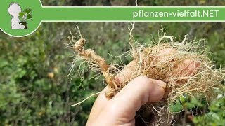 Knotige Braunwurz  RhizomWurzeln  160618 Scrophularia nodosa  Essbare Wildkräuter bestimmen [upl. by Iohk865]