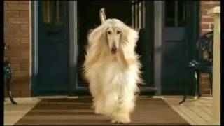 Afghan Hound beautiful [upl. by Rivard466]