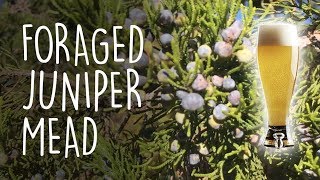 Lets forage for juniper berries and make a quicktobottle session mead  How to make mead [upl. by Artur]