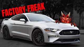 FACTORY FREAK  STOCK MUSTANG Puts Down OVER 900 Horsepower [upl. by Sanders]