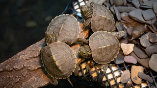 Live Baby Turtle Cam at ECHO Leahy Center for Lake Champlain [upl. by Iddo]