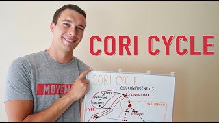 What is the Cori Cycle  Gluconeogenesis Explained Simply [upl. by Gimpel]