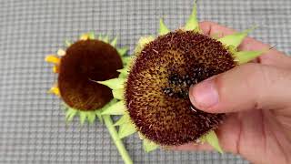 HOW TO PICK SUNFLOWER SEEDS QUICK TIPS [upl. by Nylhsa]