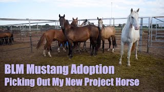 BLM MUSTANG ADOPTION  Picking Out My New Project Horse [upl. by Iverson]