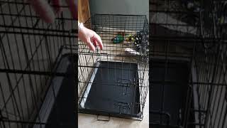 Disassembling a metal dog crate in 1 minute [upl. by Nalyt]